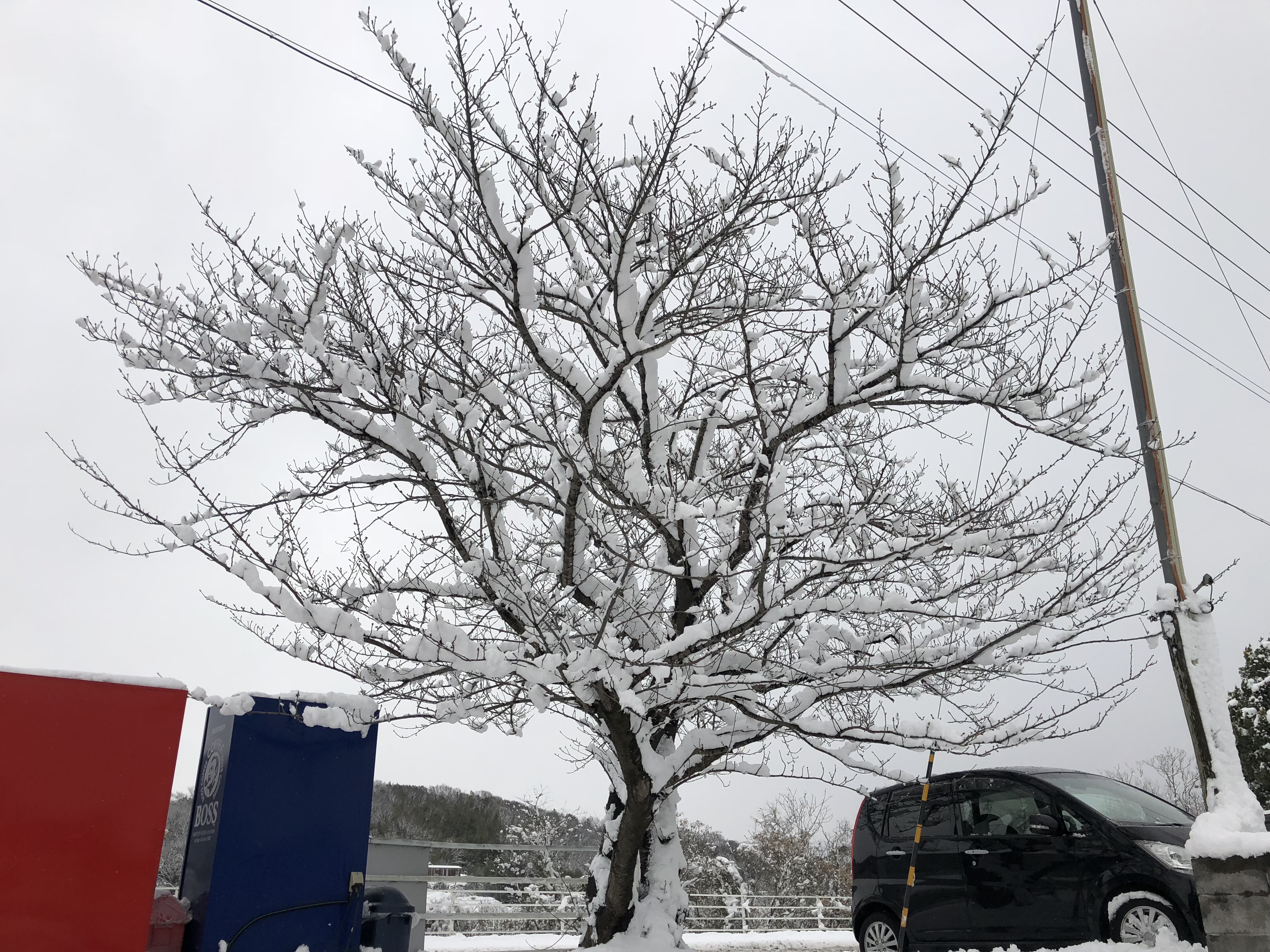 久々の雪です。