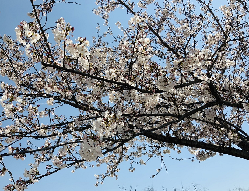 桜