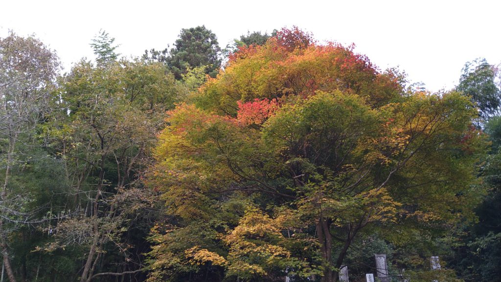 紅葉、始めました🍁