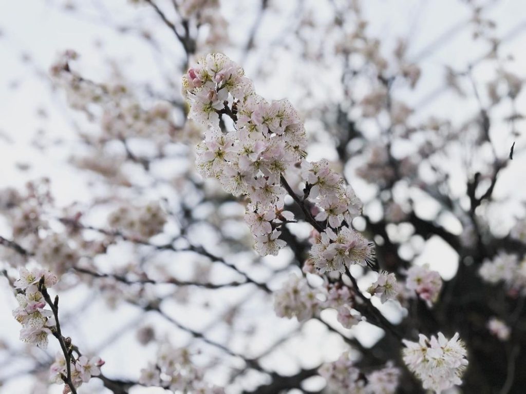 桜流しの雨？☔