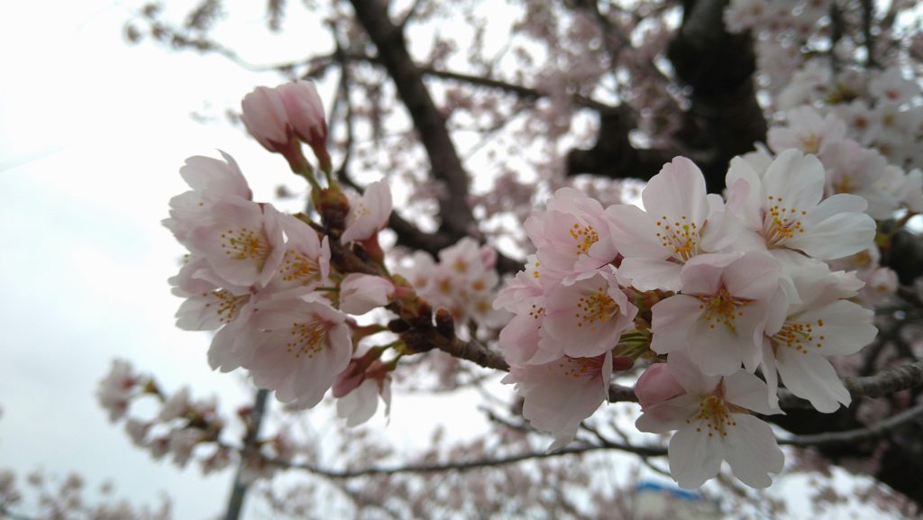 さくら咲く🌸