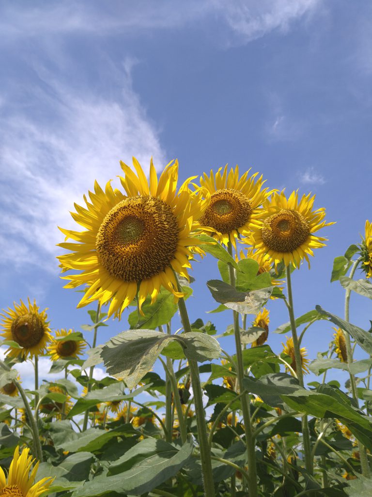 ひまわり🌻