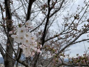 開花🌸